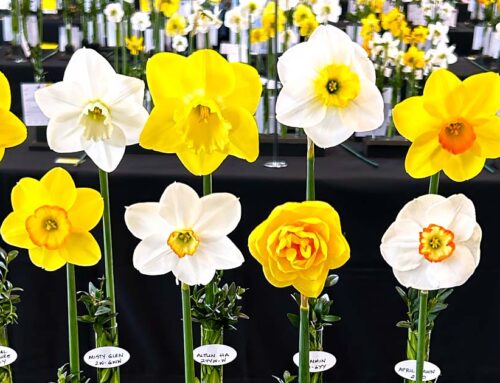 PHOTOS: A Daffodil Delight: The 66th Annual Connecticut Daffodil Show Blooms in Greenwich